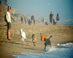 The Del Mar North Beach known to locals as Dog Bea The Del Mar North Beach known to locals as Dog Beach runs from 29th Street north all the way to Solana Beach. Dogs can run freely all along this beach